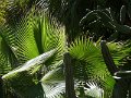 (48) Fan palms in the Jardin de Majorelle